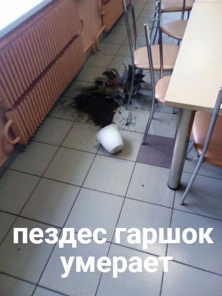 пездес гаршок умераёт