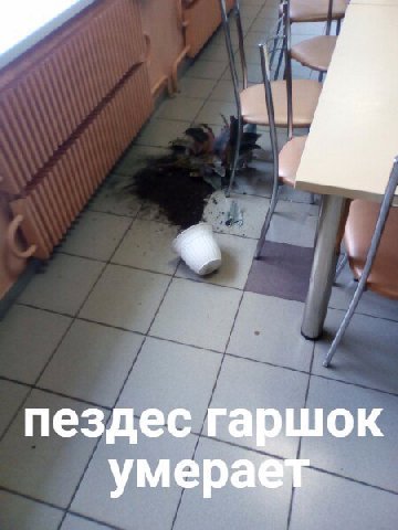 пездес гаршок умераёт