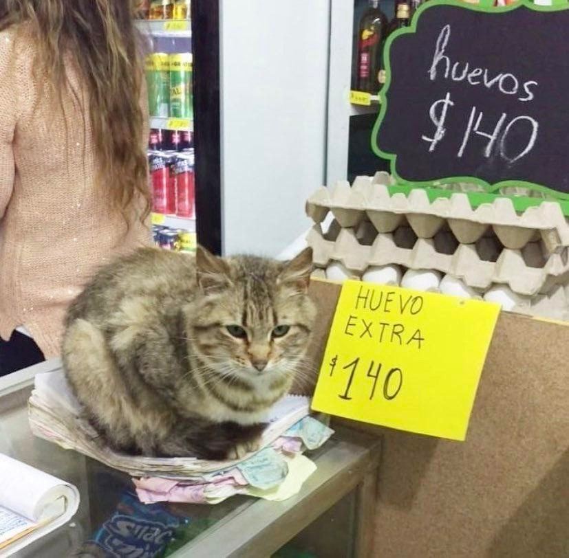 segodnya besplatno.
