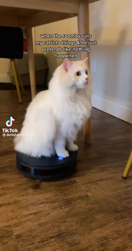 my cat into things & heyjuist Ё pretends}like\nothing тусациможиит а Ве