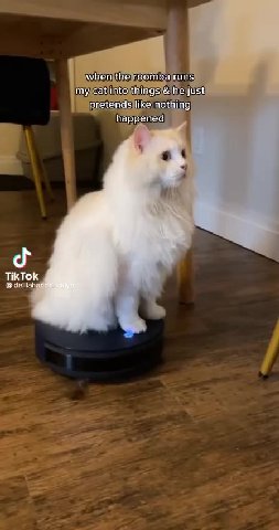 my cat into things & heyjuist Ё pretends}like\nothing тусациможиит а Ве
