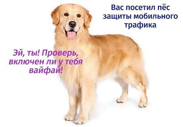 Вас посетил пёс защиты мобильного an трафика ТЫ: верь, включен ли вайфай 4 А