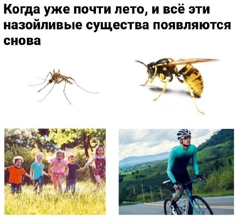 Когда уже почти лето, и всё эти назойливые существа появляются снова AS