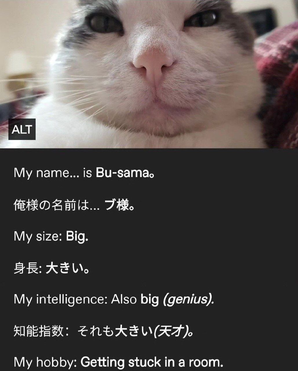 ALT name... is Ви-затао Bild... У My size: Big. же intelligence: Also big (genius). My hobby: Getting stuck in a room.