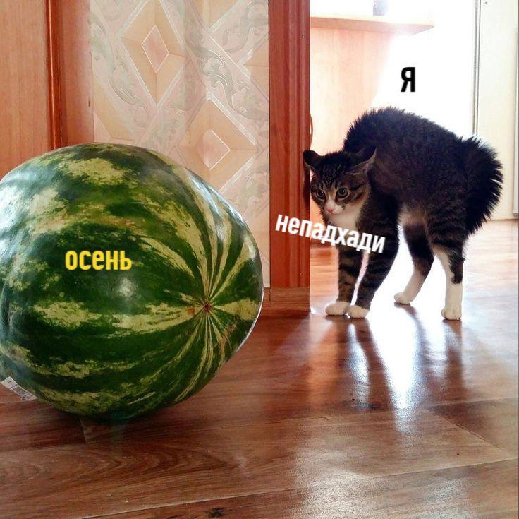 Я My, Не осень 4 3