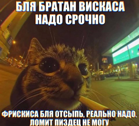 ЬЛЯ БРАТАН ВИСКАСА НАДО СРОЧНО ФРИСКИСА БЛЯ ОТСЫПЬ, РЕАЛЬНО НАДО, ЛОМИТ ПИЗДЕЦ НЕ МОГУ