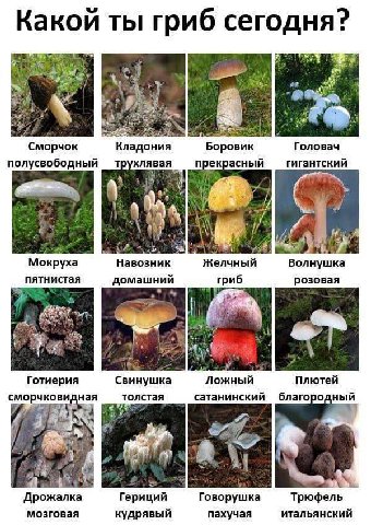 Какой ты гриб сегодня? i a Сморчок Кладония Боровик Головач полусвободный прекрасный гигантский 3 Мокруха Навозник Желчный Волнушка пятнистая домашний гриб розовая a a Готиерия Свинушка Ложный Плютей 