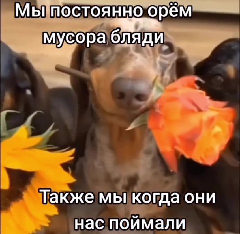 Мьпостоянноорём мусора бляди Такжемы когда OHU ~~ нас поймали МыШшостоянно орем / Также, мьцкогда они | маспоймали " Мьцпослоянно’орем