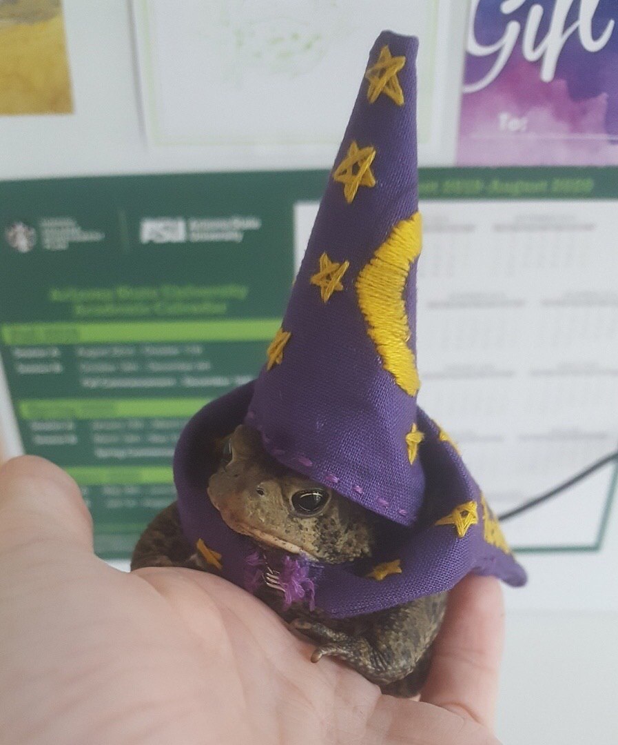 It's Wednesday my wizards