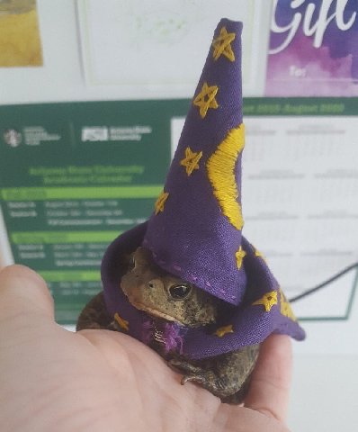 It's Wednesday my wizards
