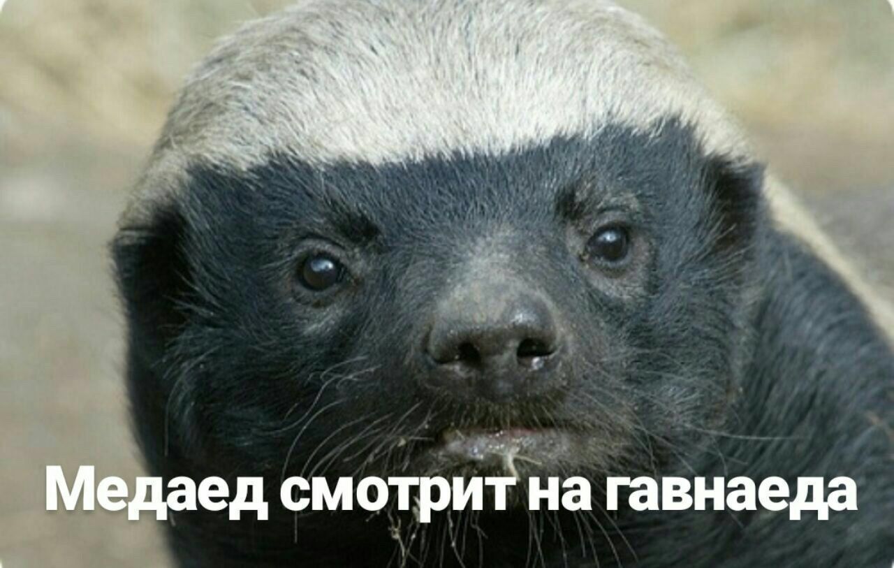 VAS Медаед смотрит на гавнаеда