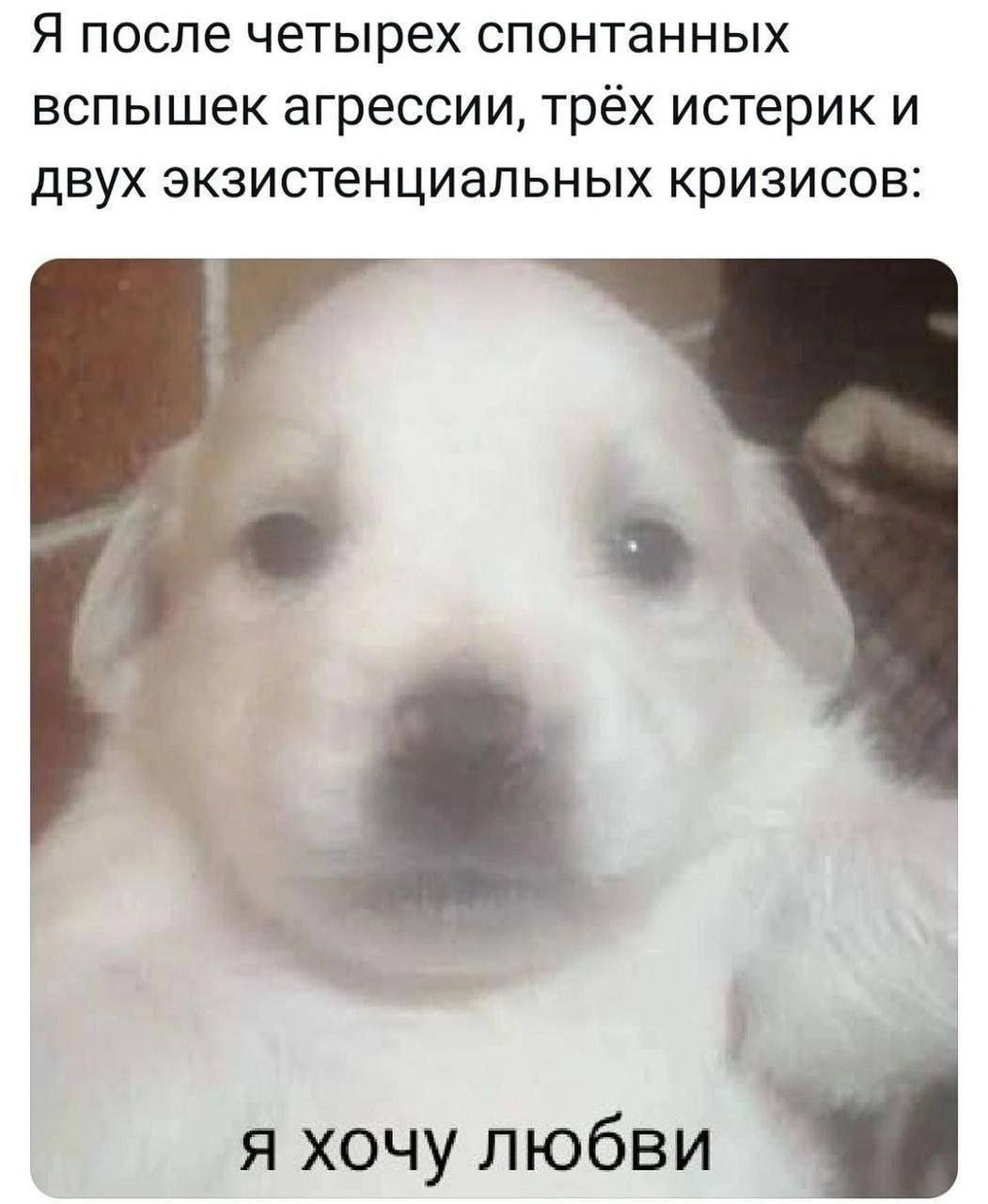 Я после четырех спонтанных вспышек агрессии, трёх истерик и двух экзистенциальных кризисов я хочу любви