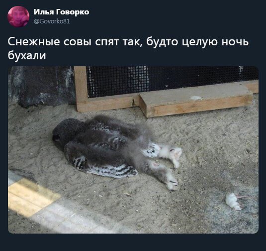 Илья Говорко Снежные совы спят так будто целую ночь бухали