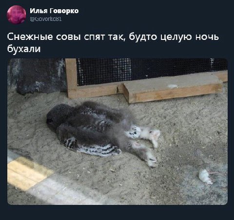 Илья Говорко Снежные совы спят так будто целую ночь бухали