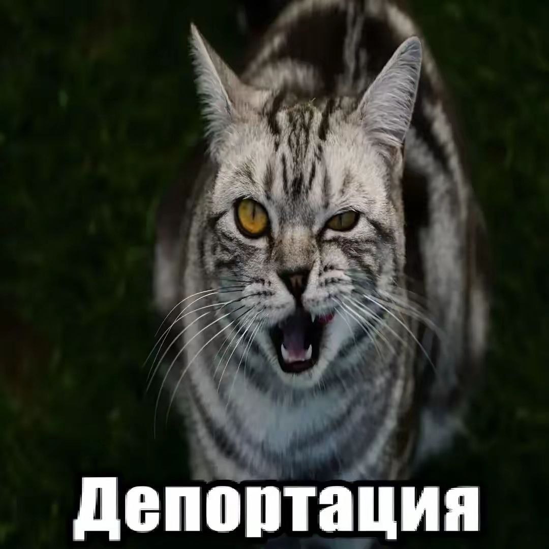 Депортация