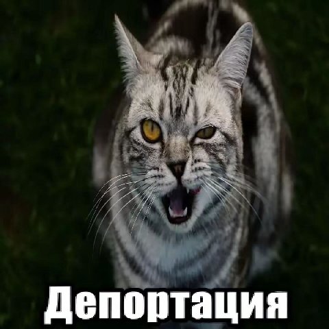 Депортация