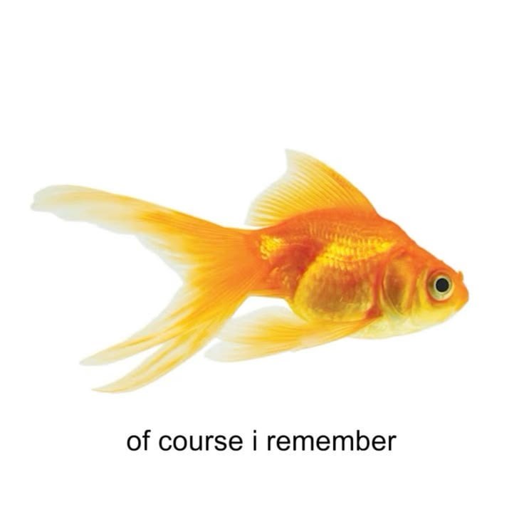 of course i remember