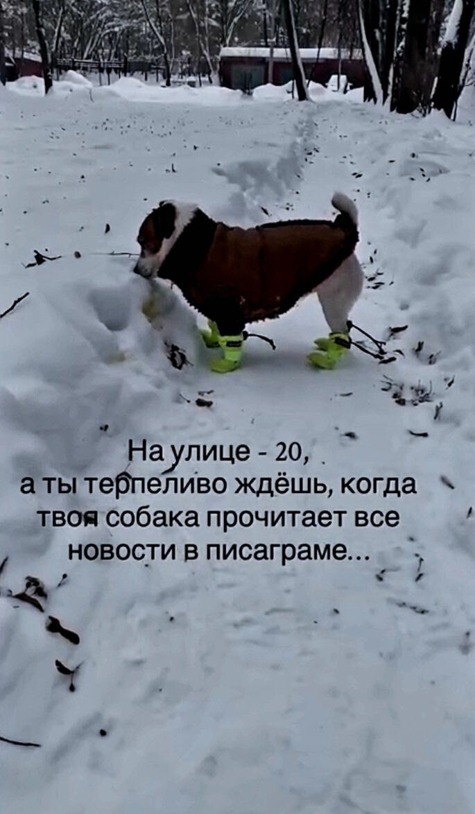 7 Наулице 20, аты тебпеливо ждёшь, когда твоя собака прочитает все новости в писаграме...