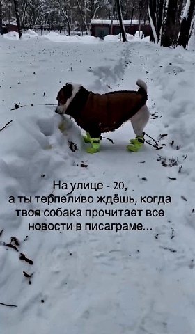 7 Наулице 20, аты тебпеливо ждёшь, когда твоя собака прочитает все новости в писаграме...