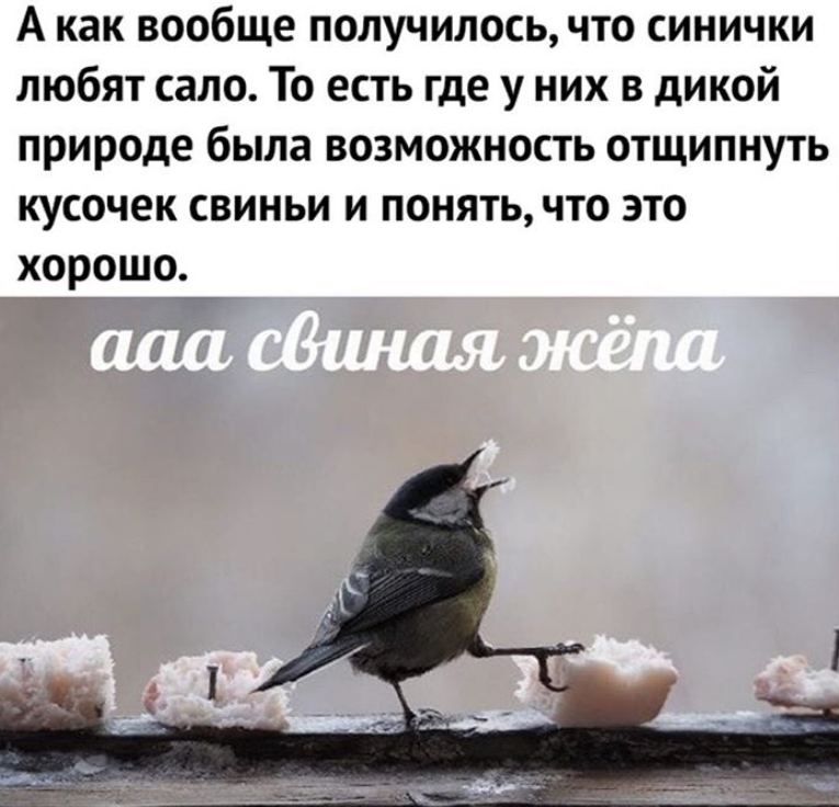 А как вообще получилось, что синички любят сало. То есть где у них в дикой природе была возможность отщипнуть кусочек свиньи и понять, что это хорошо.