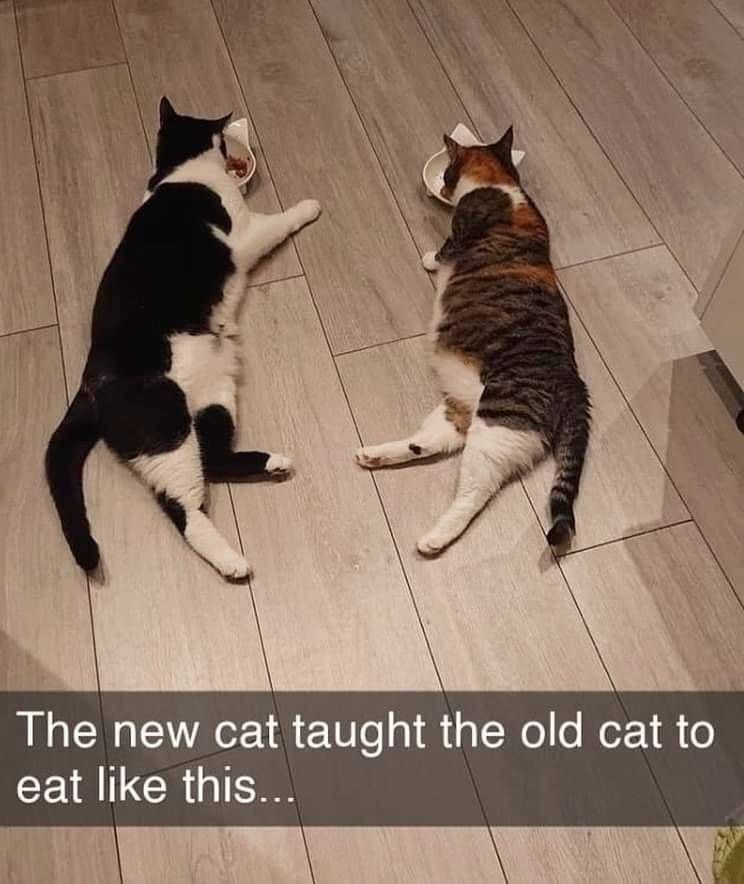 The new cat taught the old cat to eat like this...
