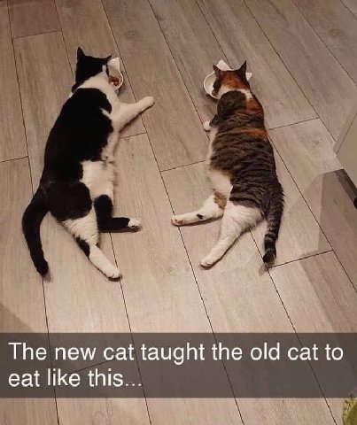 The new cat taught the old cat to eat like this...