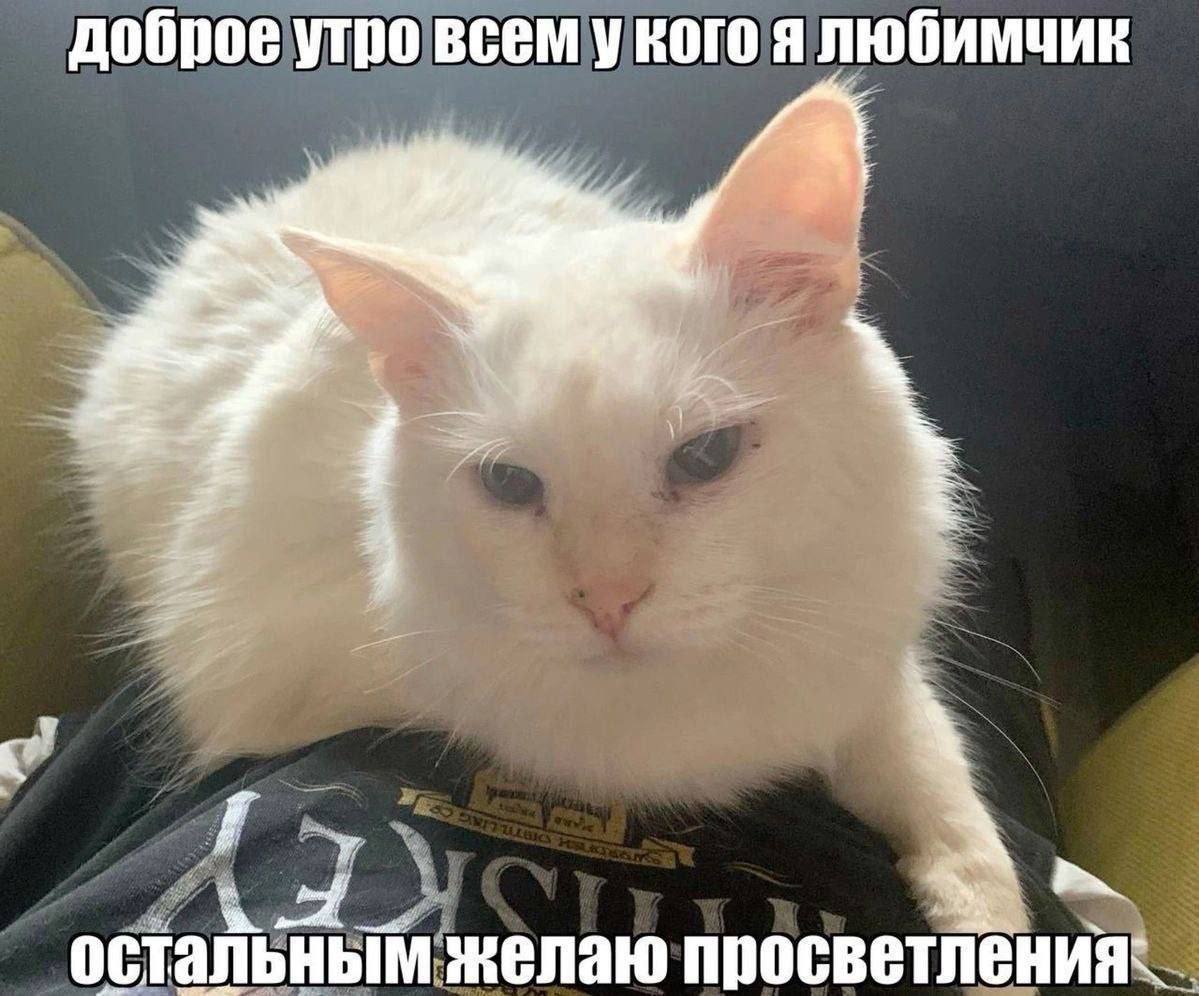 доброе утро всем у кого я любимчик желаю просветлен