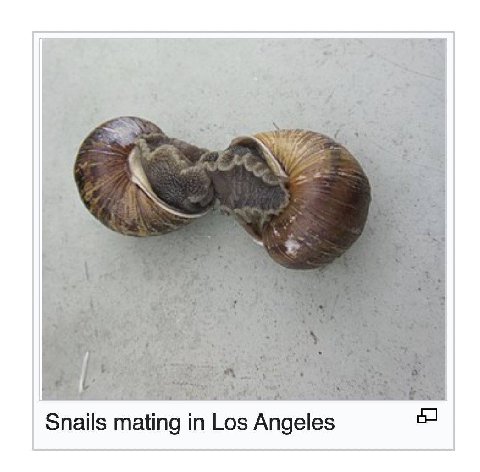 Snails mating Los Angeles