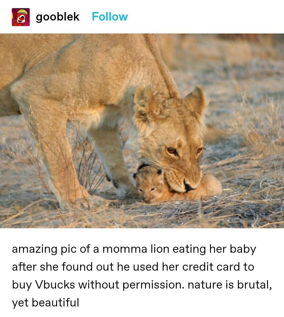 gooblek Follow amazing pic of amomma lion eating her baby after she found out he used her credit card to buy Vbucks without permission. nature is brutal, yet beautiful