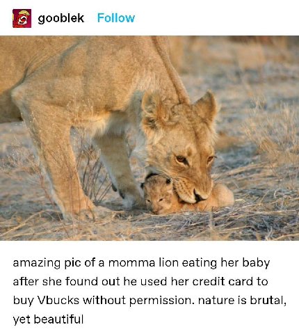 gooblek Follow amazing pic of amomma lion eating her baby after she found out he used her credit card to buy Vbucks without permission. nature is brutal, yet beautiful