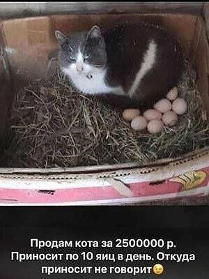 Продам кота за 2500000 Приносит по 10 яиц в день. Откуда приносит не говорит