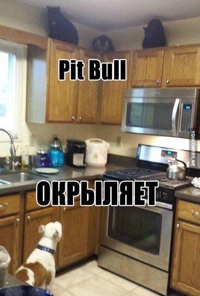 OREDI ЛЯЕТ