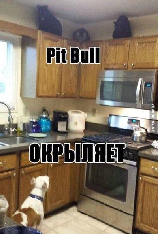 OREDI ЛЯЕТ