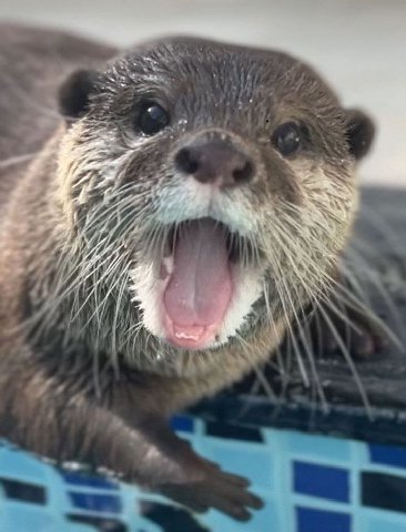 Ottercob (HWABAG)
Image from https://t.me/vidromemi/15415