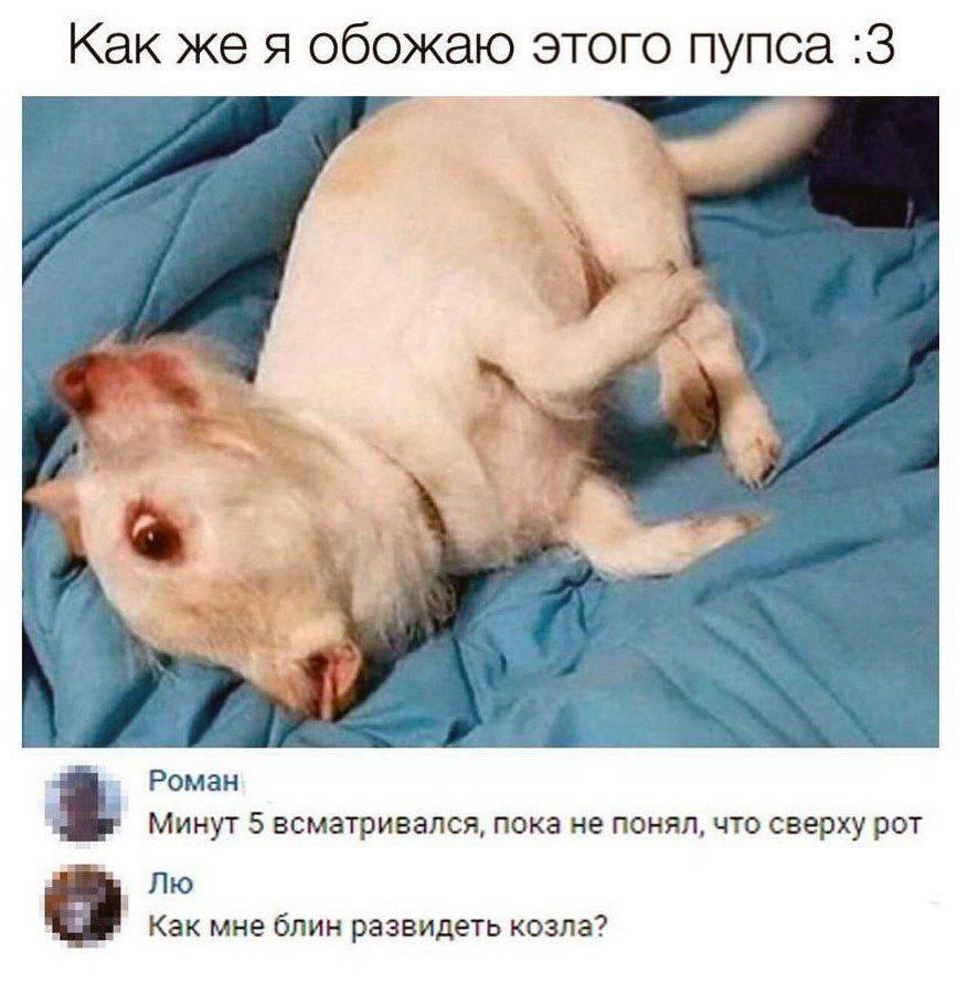 Как же я обожаю этого пупса :3 Роман a Минут 5 всматривался, пока не понял, что сверху рот Как мне блин развидеть козла?