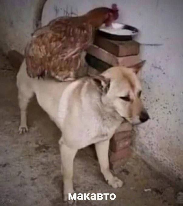 макавто