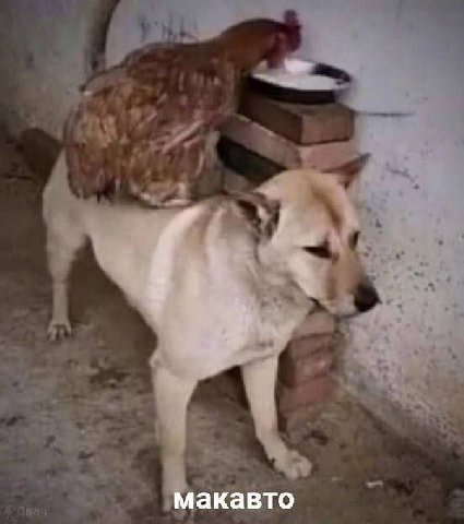 макавто