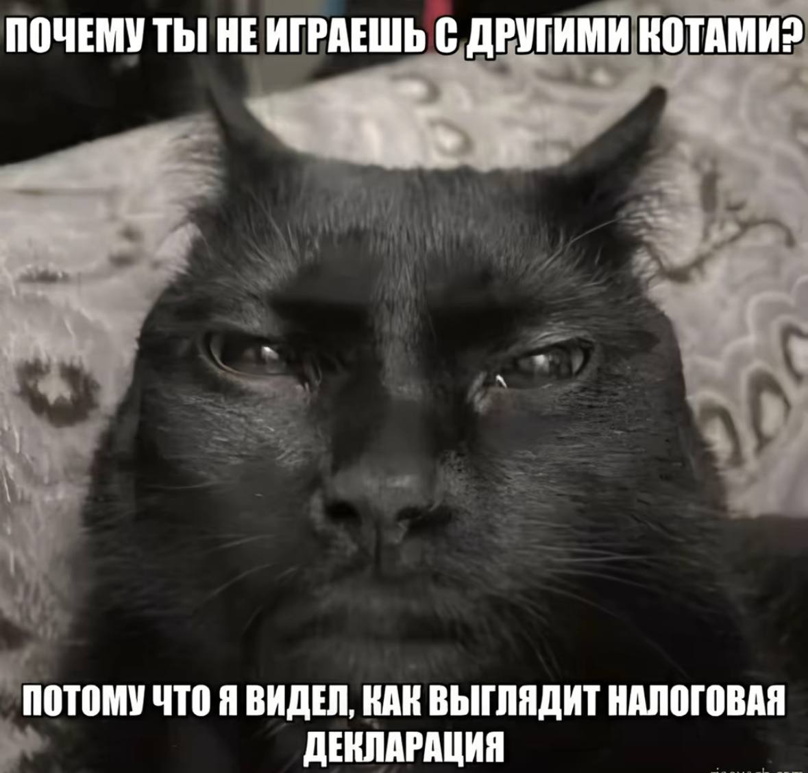 ПОЧЕМУ ТЫ! НЕ ИГРАЕШЬ С ДРУГИМИ КОТАМИ? ПОТОМУЧТО Я ВИДЕЛ, КАК ВЫГЛЯДИТ НАЛОГОВАЯ ДЕНЛАРАЦИЯ