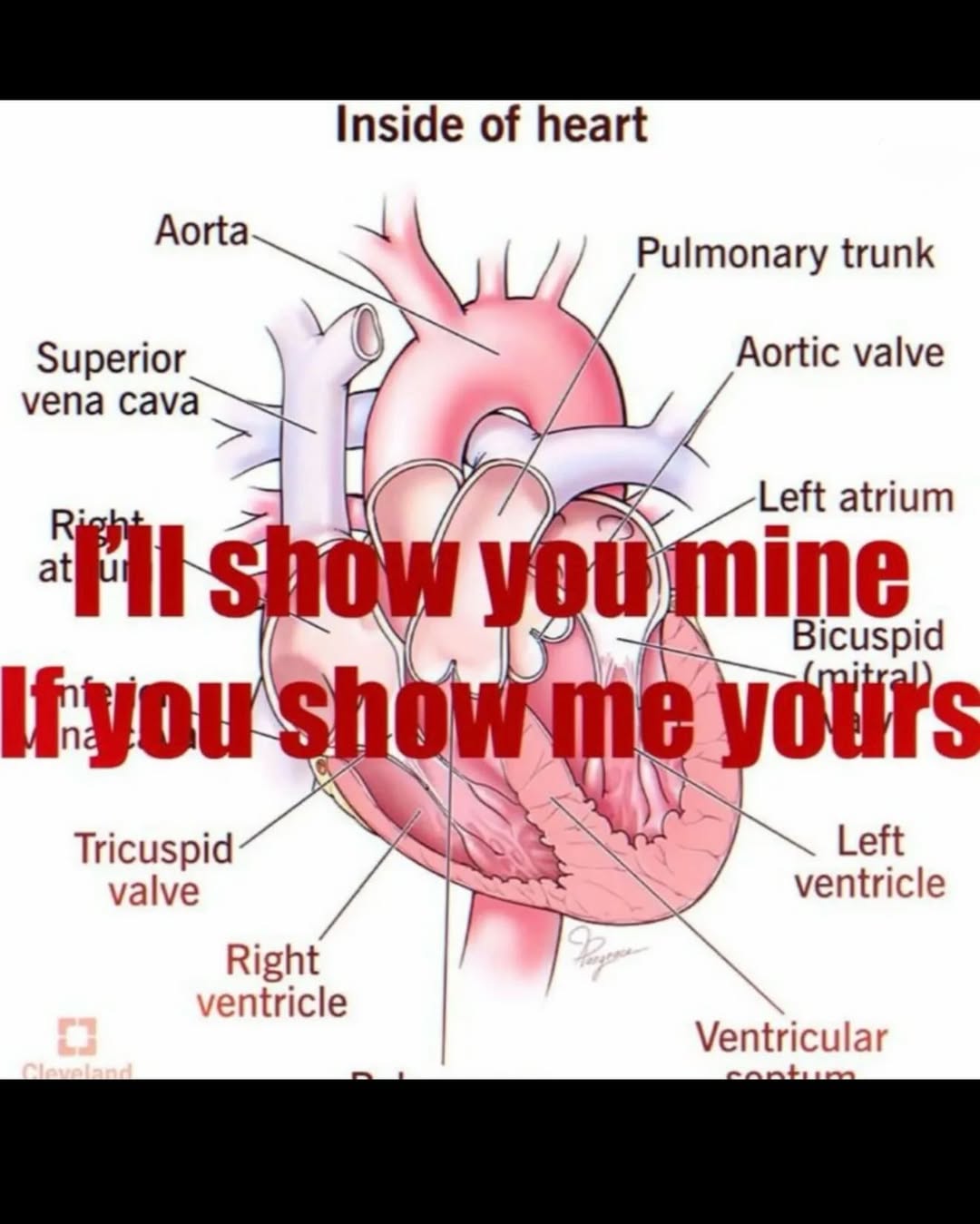Inside of heart Aorta Pulmonary trunk Superior Aortic valve vena on atrium ine Bicuspid Tricuspid Left valve ventricle Right ventricle Ventricular