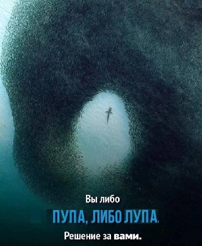 is Wid и Вы либо ПУПА, ЛИБО ЛУПА. Решение за вами.