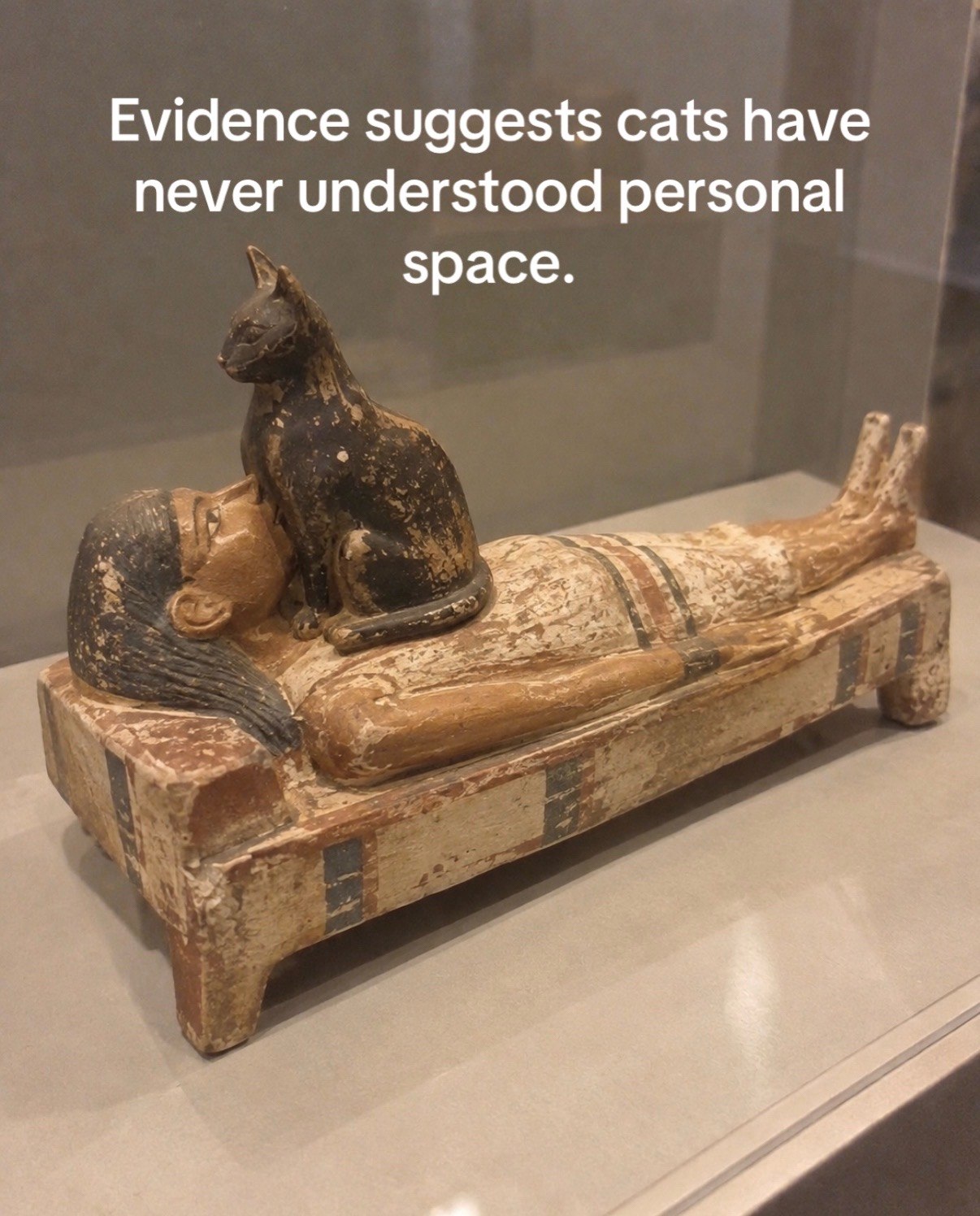 Evidence suggests cats have never understood personal эрасе. а WE