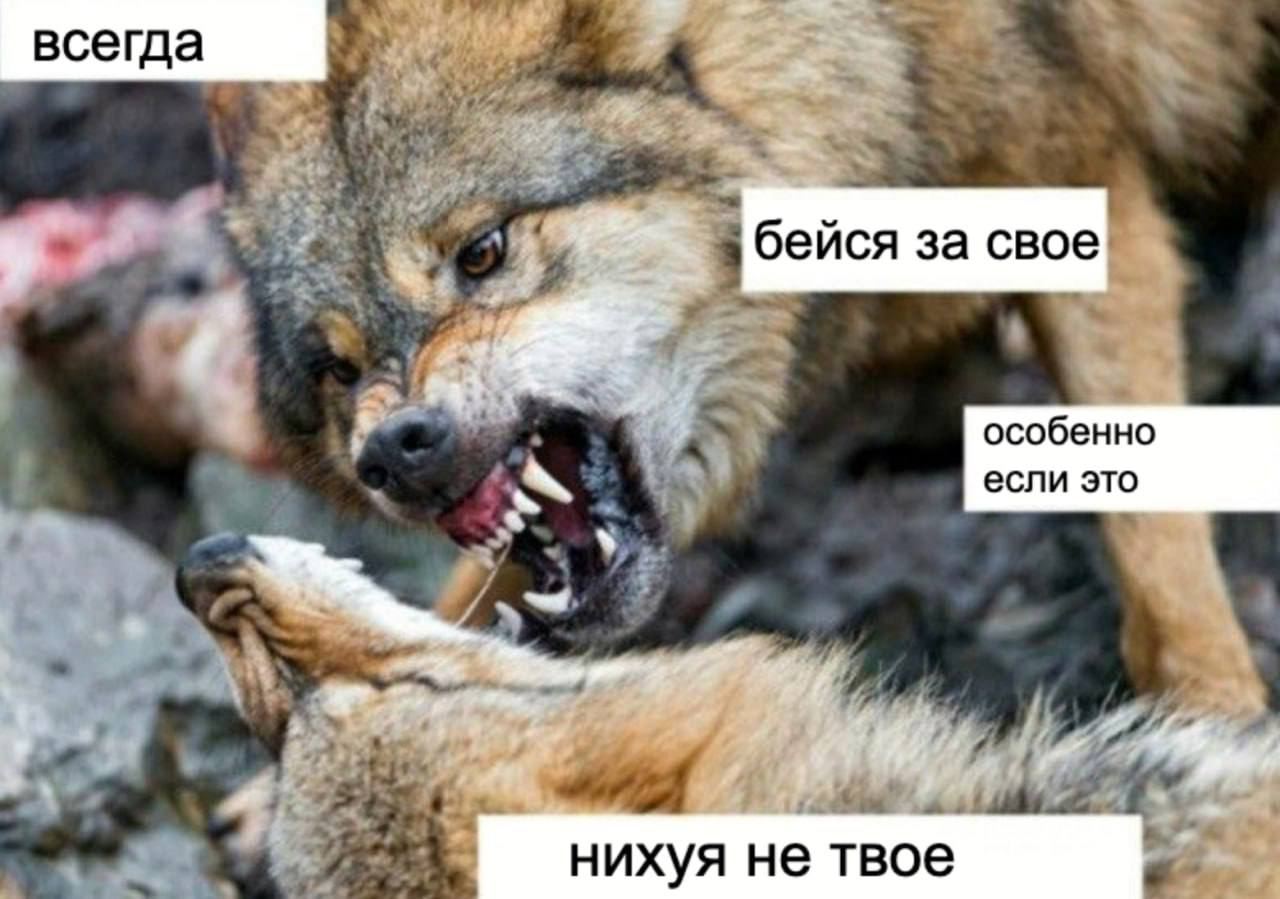 админы тг каналов, когда у них воруют мемы: