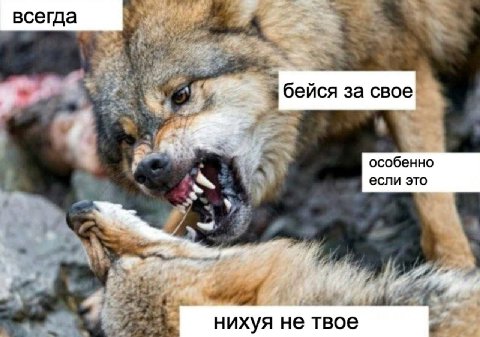 админы тг каналов, когда у них воруют мемы: