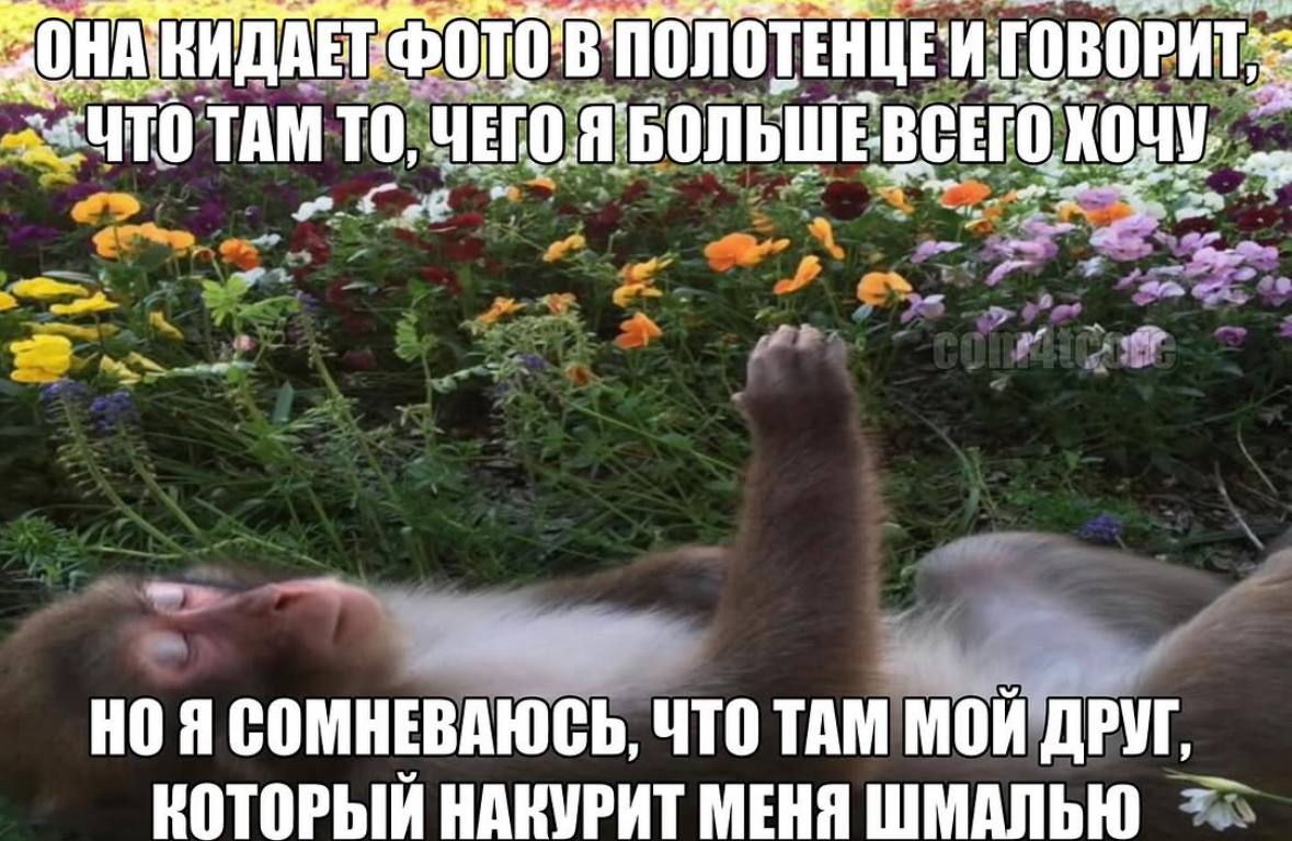 TAM TO, ЧЕГО Я БОЛЬШЕВСЕГО ХОЧУ. НОЯ СОМНЕВАЮСЬ, ЧТО ТАМ МОЙ ДРУГ НАКУРИТ МЕНЯ ШМАЛЬЮ