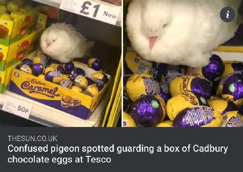 £7 Ney ИЗ Confused pigeon spotted guarding a box of Cadbury chocolate eggs at Tesco