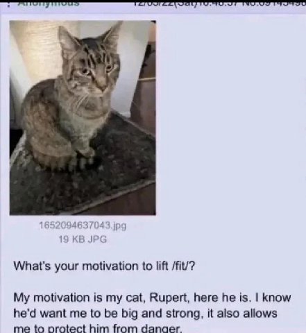 What's your motivation to lift /fit/? My motivation is my cat, Rupert, here he is. know he'd want me to be big and strong, it also allows me to protect him from danger.