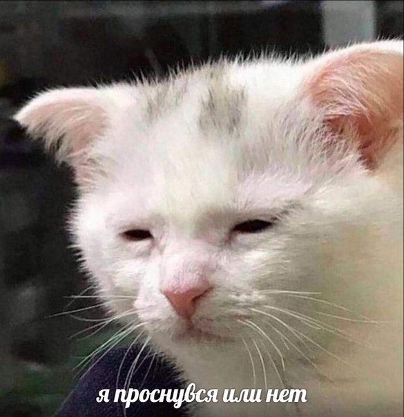 я проснувся или нет