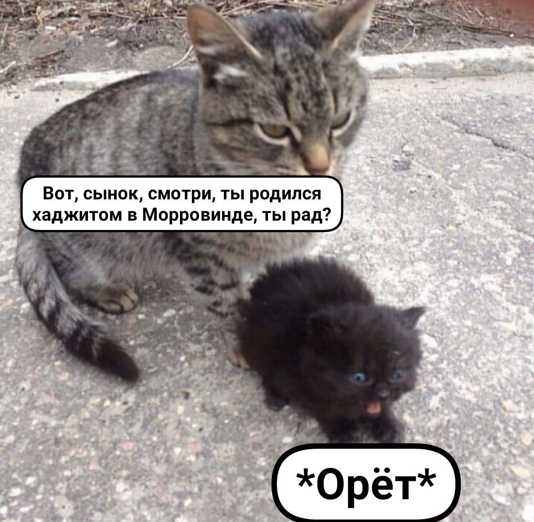 54 Вот, сынок, смотри, ты родился хаджитом в Морровинде, ты рад? Я wert at 7 *Орет*