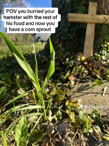 POV you burried your hamster with the rest of his food and now you have acorn sprout shy 3 1 Я К у “aN