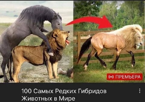 2 ПРЕМЬЕРА 100 Самых Редких Гибридов Животных в Мире
